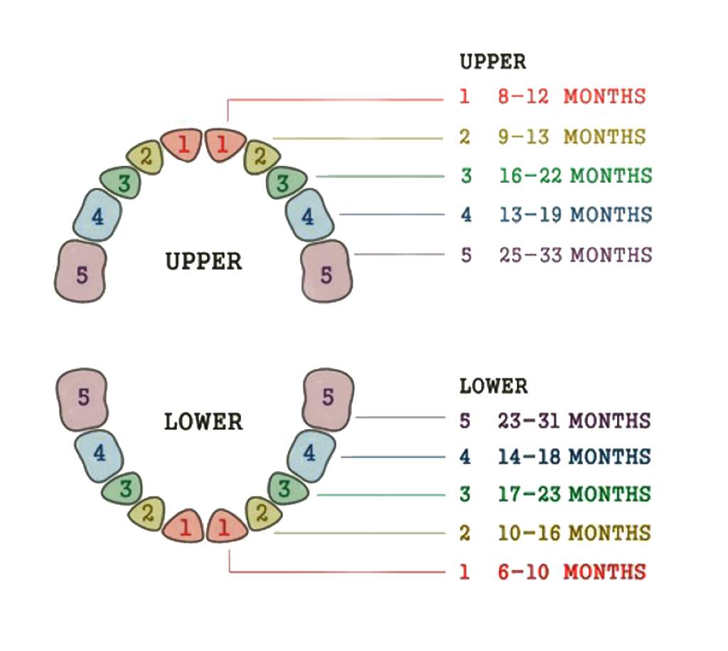 Baby Teeth Chart: Your Complete Guide to Teething Timelines and Milestones
